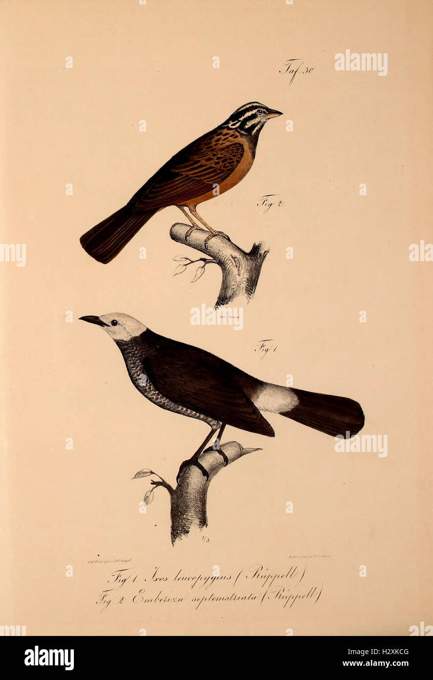This work details new vertebrate species discovered in the fauna of ...