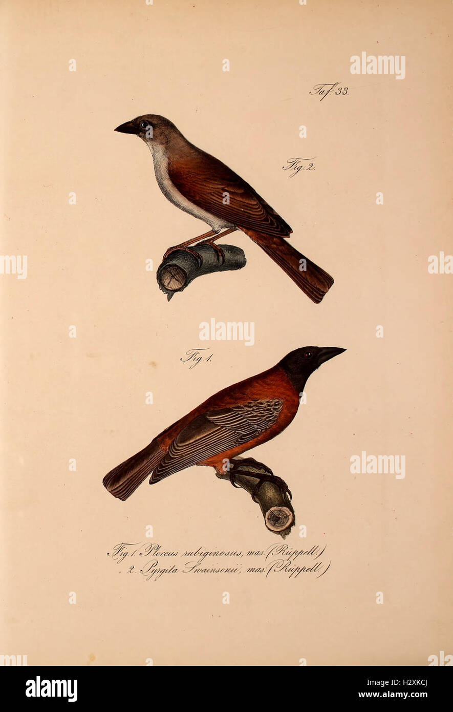 This work presents newly discovered vertebrate species from Abyssinia ...