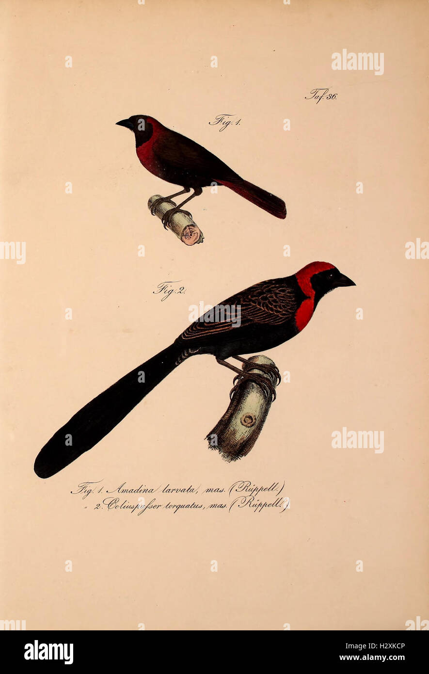 This zoological work identifies new vertebrate species within the fauna ...