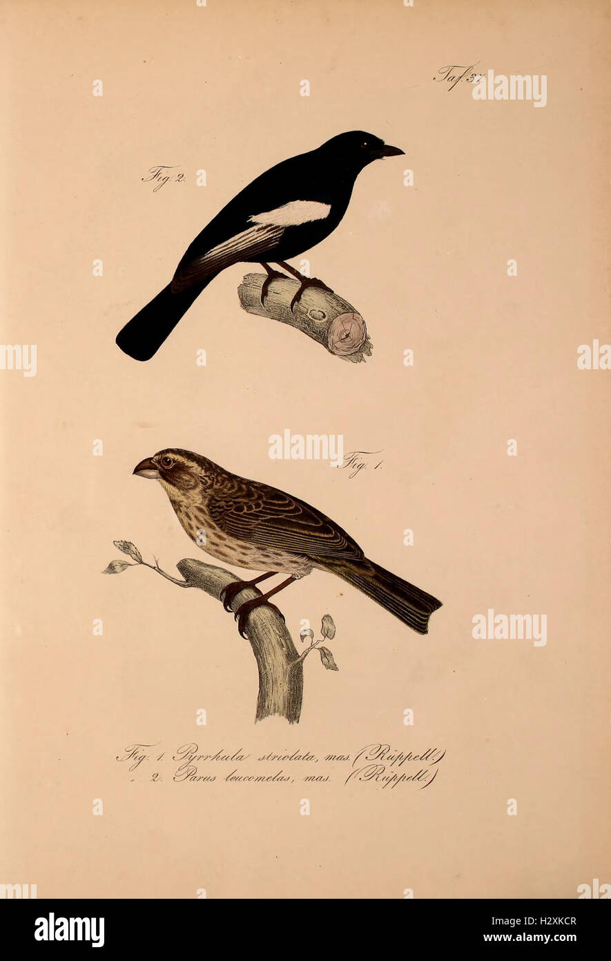 This work introduces new vertebrate species to the fauna of Abyssinia ...