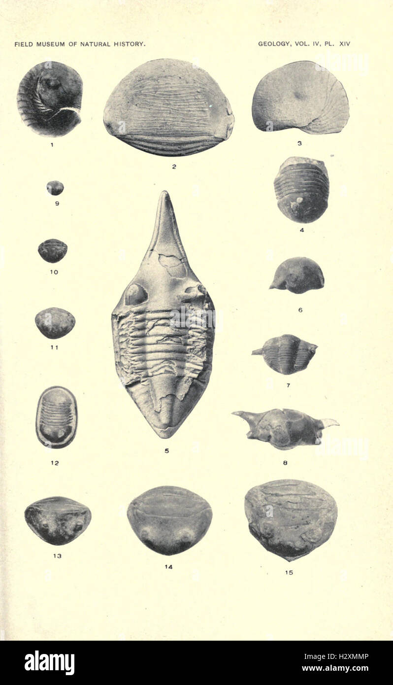 New trilobites from the Maquoketa beds of Fayette county, Iowa BHL28 Stock Photo