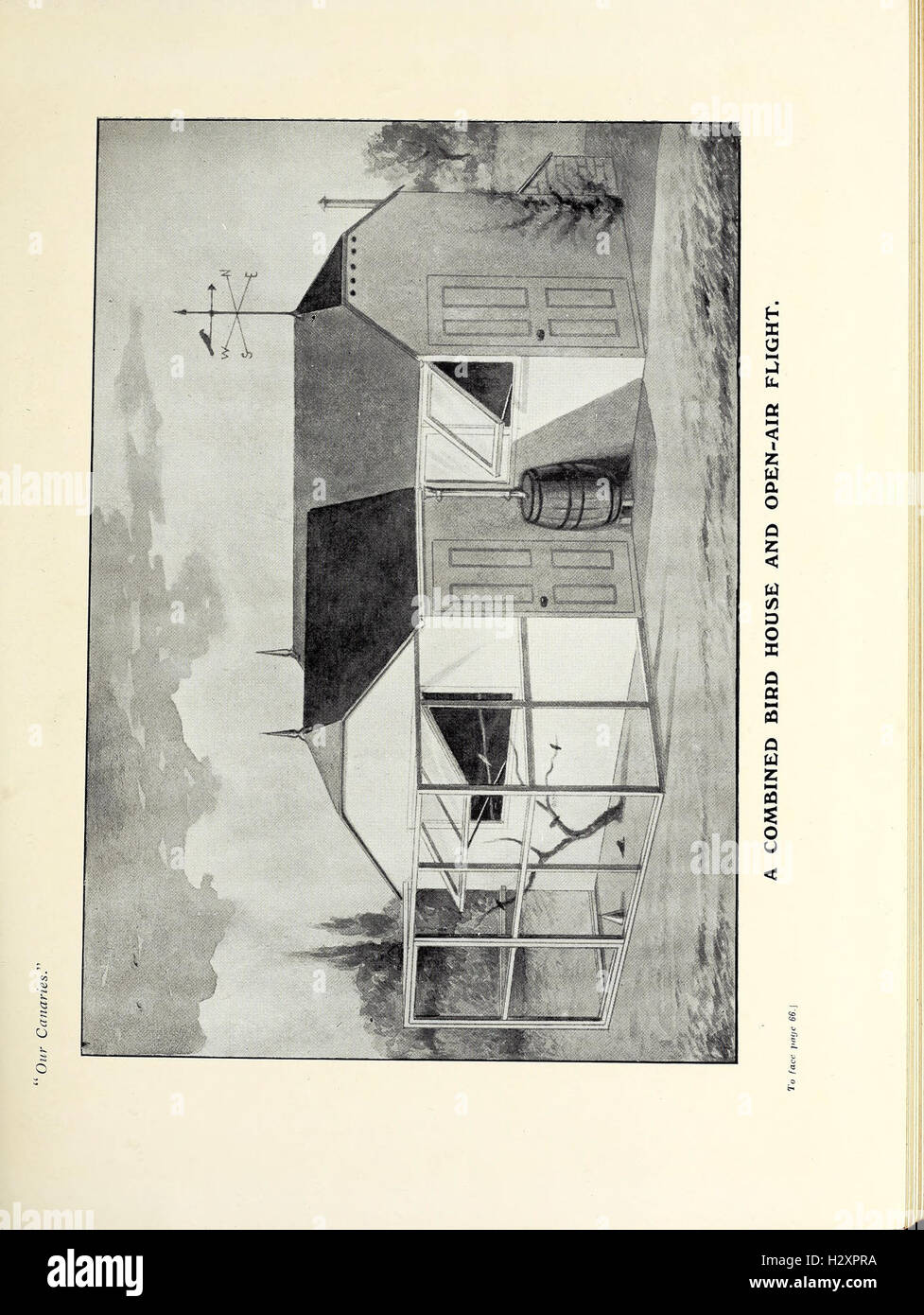 Picture of This work focuses on the domesticated canary, exploring its breeding ...