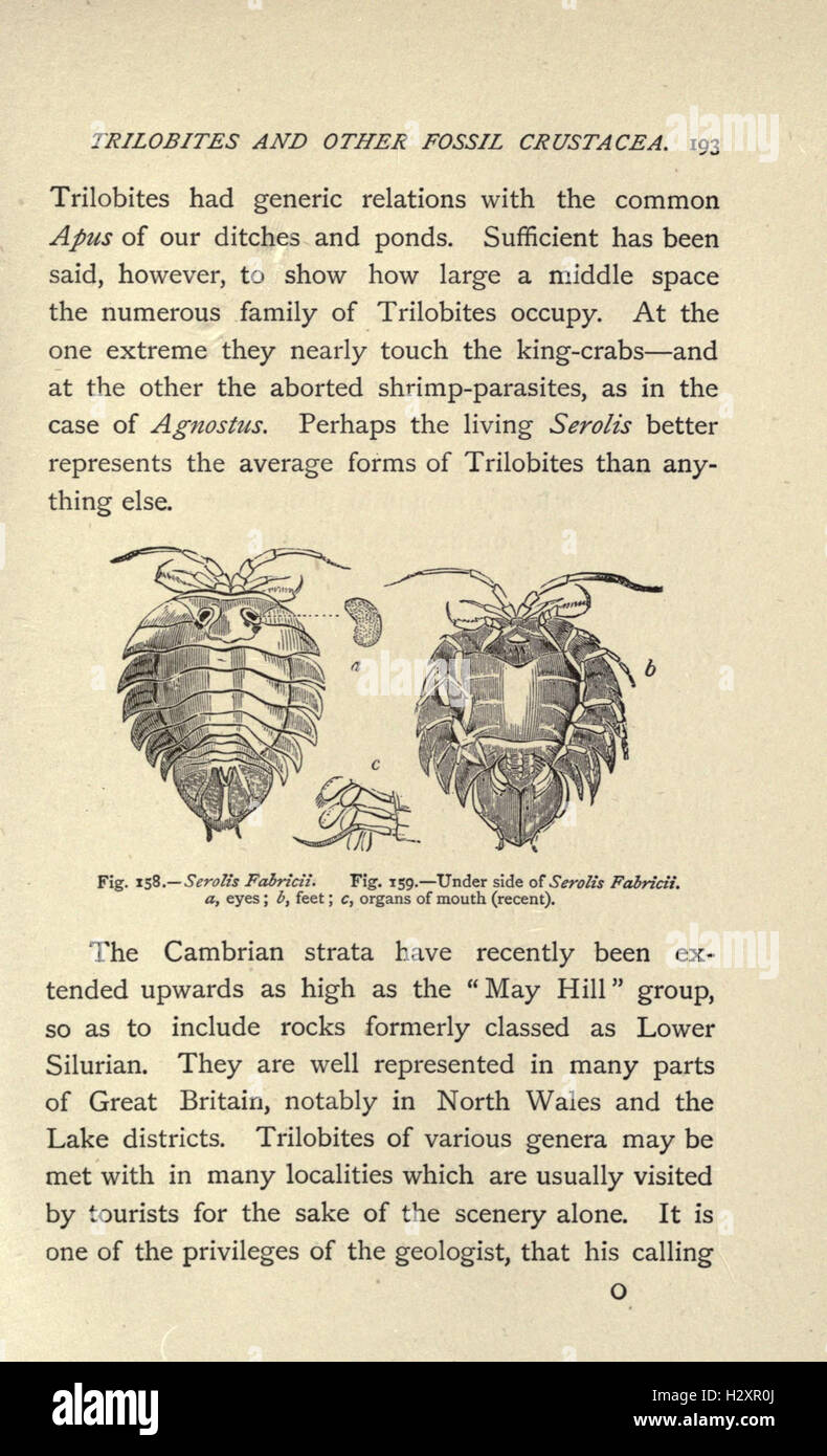 Our common British fossils, and where to find them (Page 193) BHL209 Stock Photo