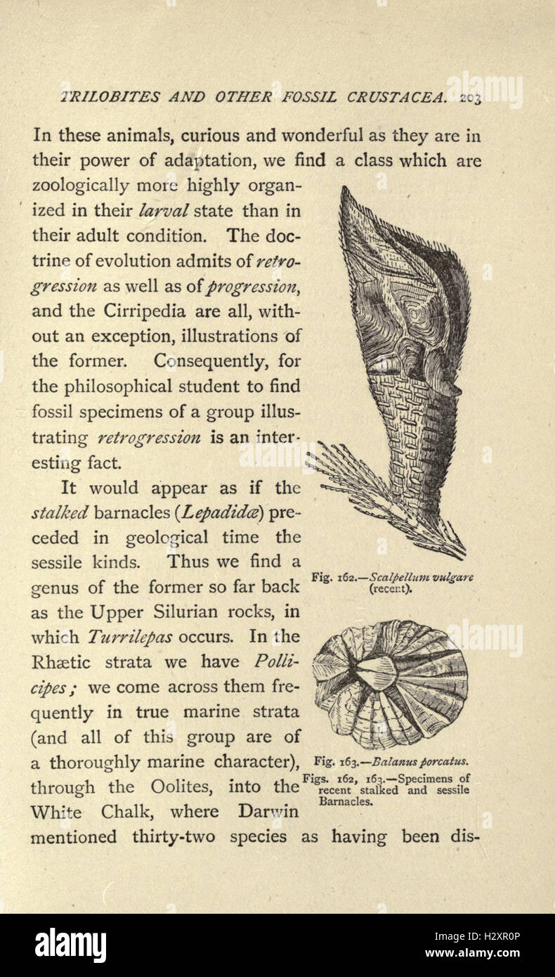 Our common British fossils, and where to find them (Page 203) BHL209
