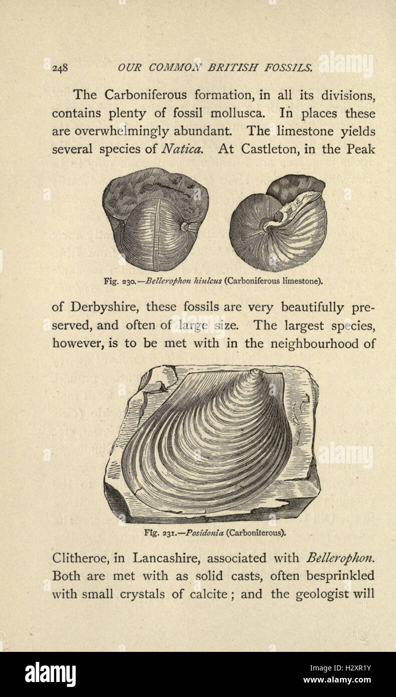 Our common British fossils, and where to find them (Page 248) BHL209