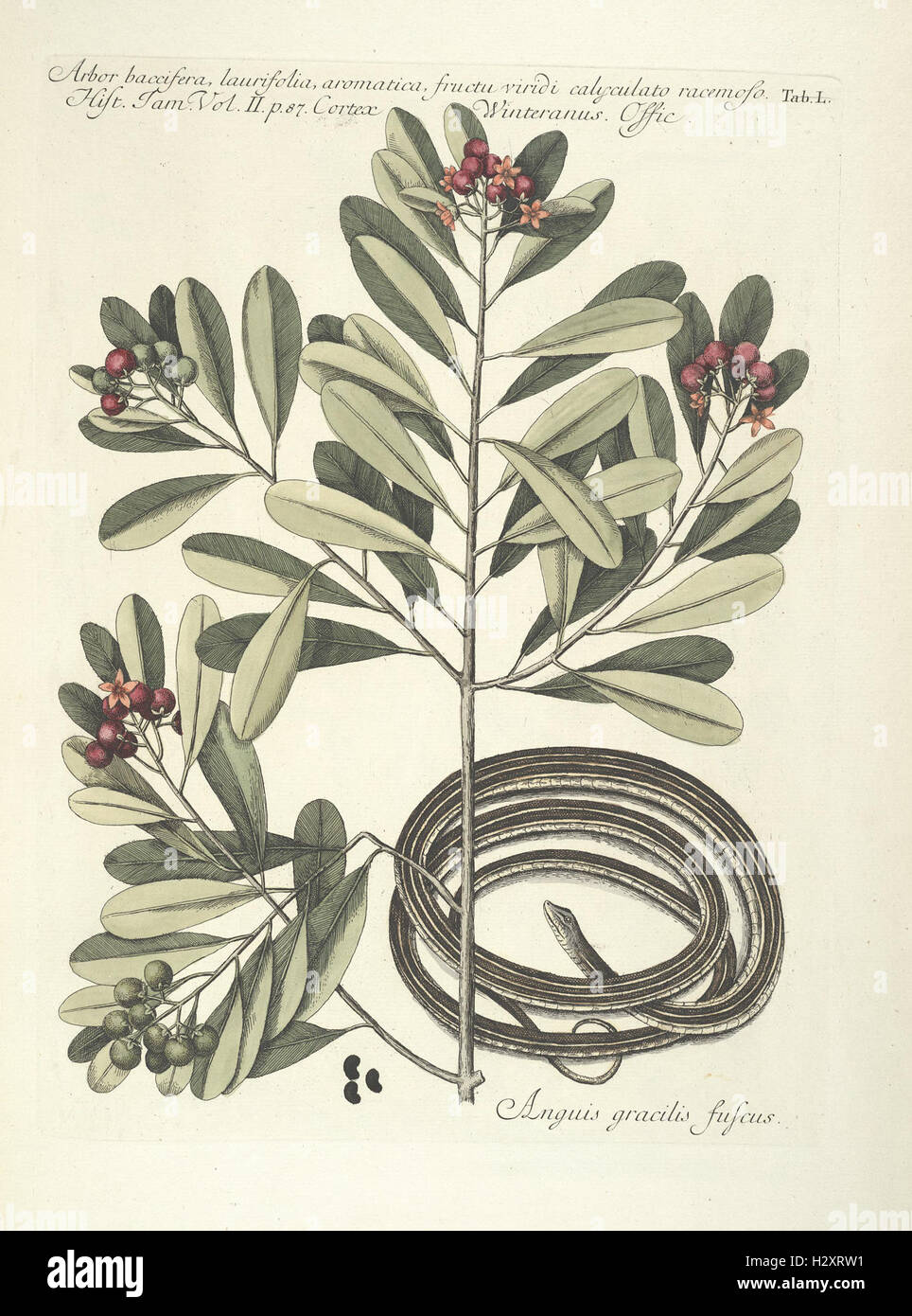 Piscium, serpentum, insectorum, aliorumque nonnullorum animalum nec non plantarum quarundam imagines (Tab. L) BHL98 Stock Photo