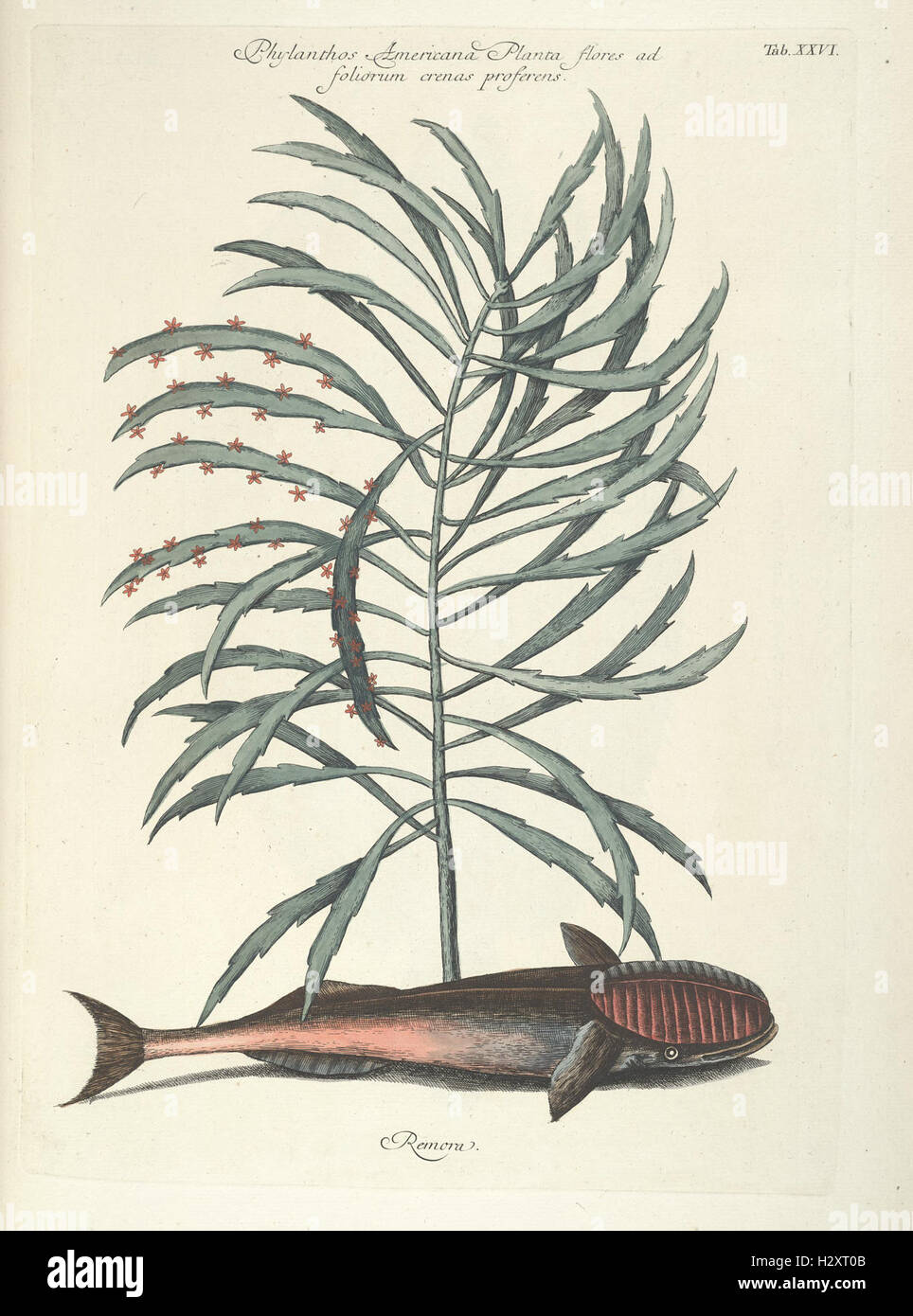 An illustrated work documenting fish, serpents, insects, and various ...