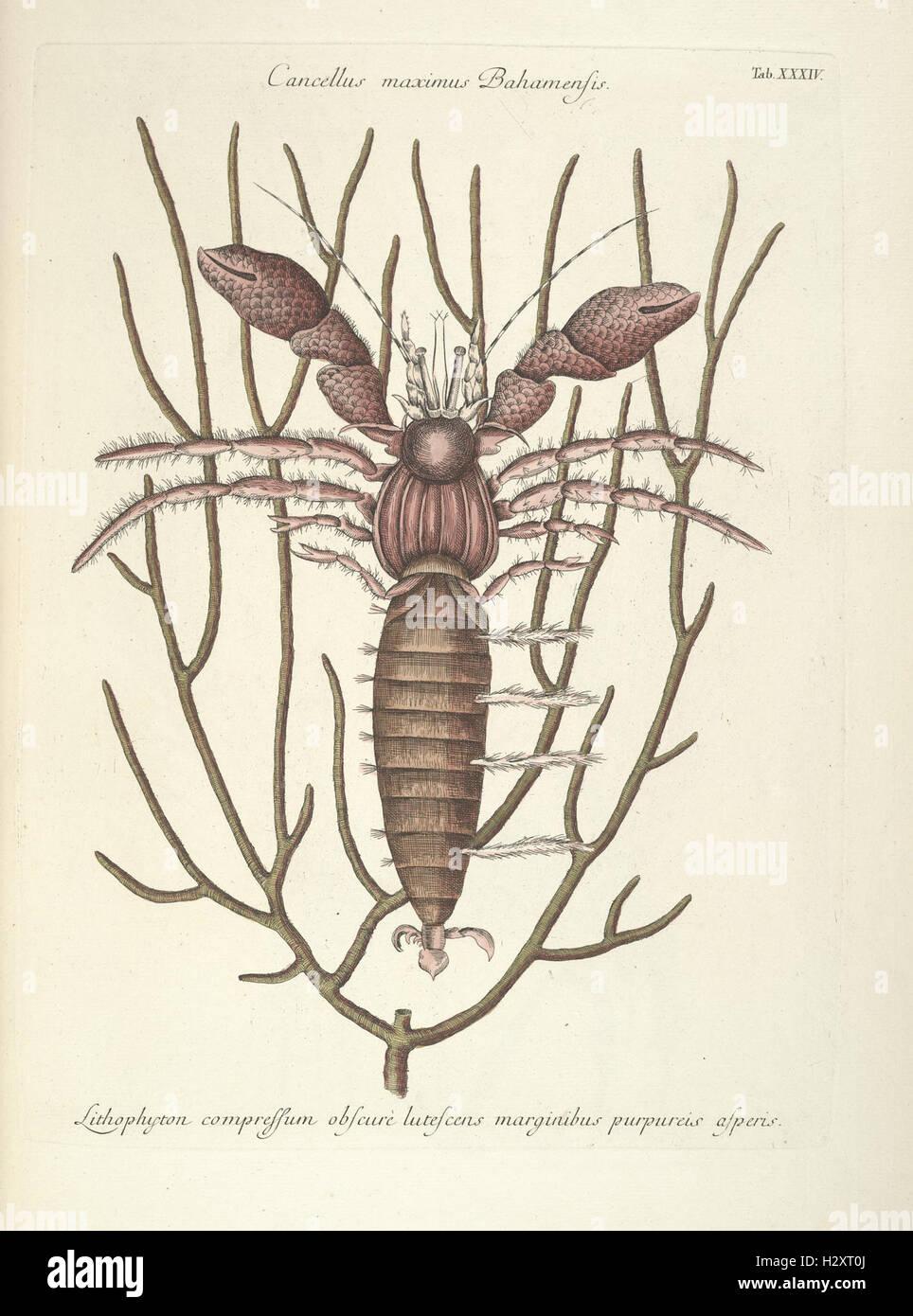 This illustration catalog depicts various species of fish, snakes ...