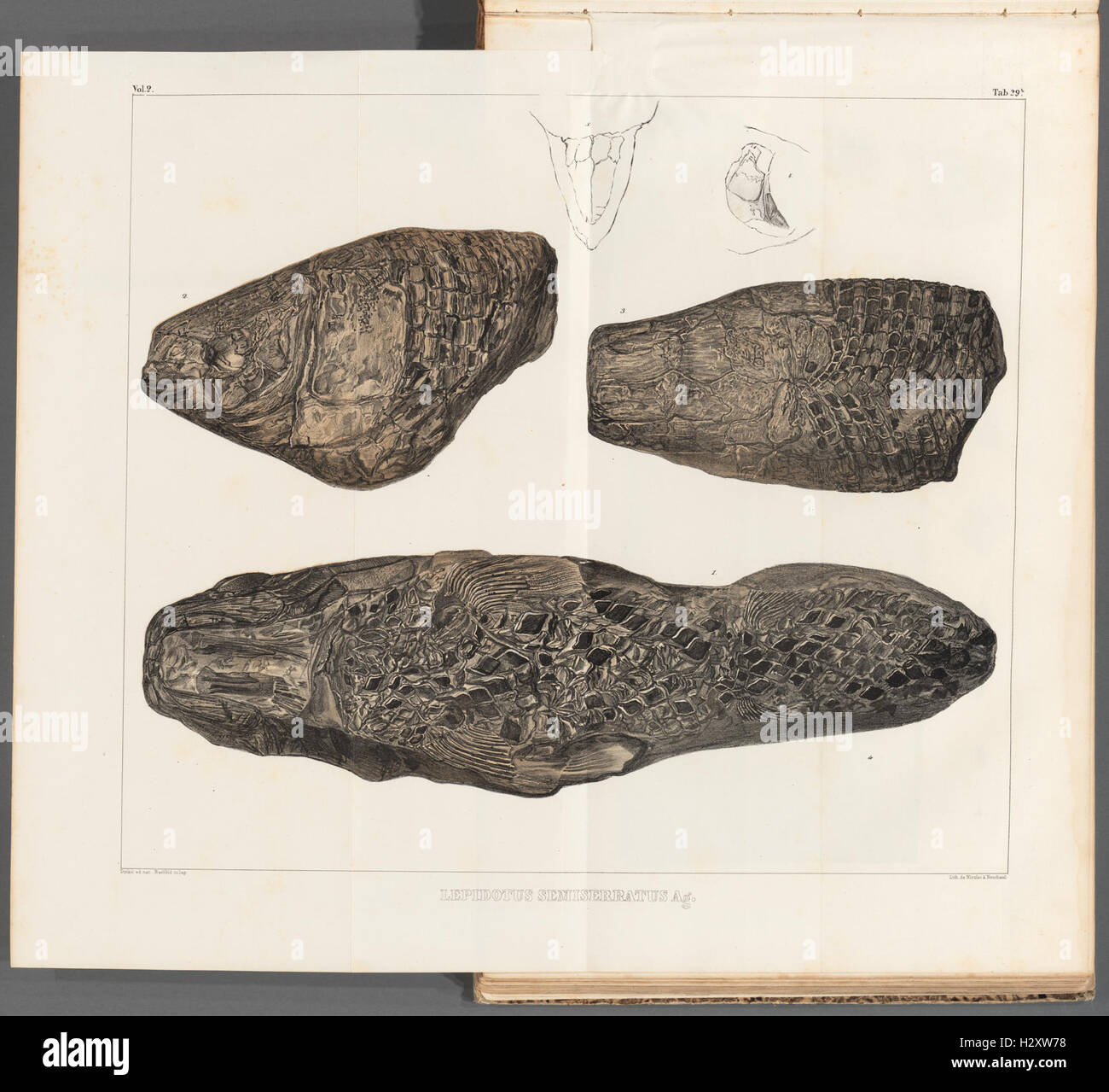 This work presents research on fossilized fish species, with ...