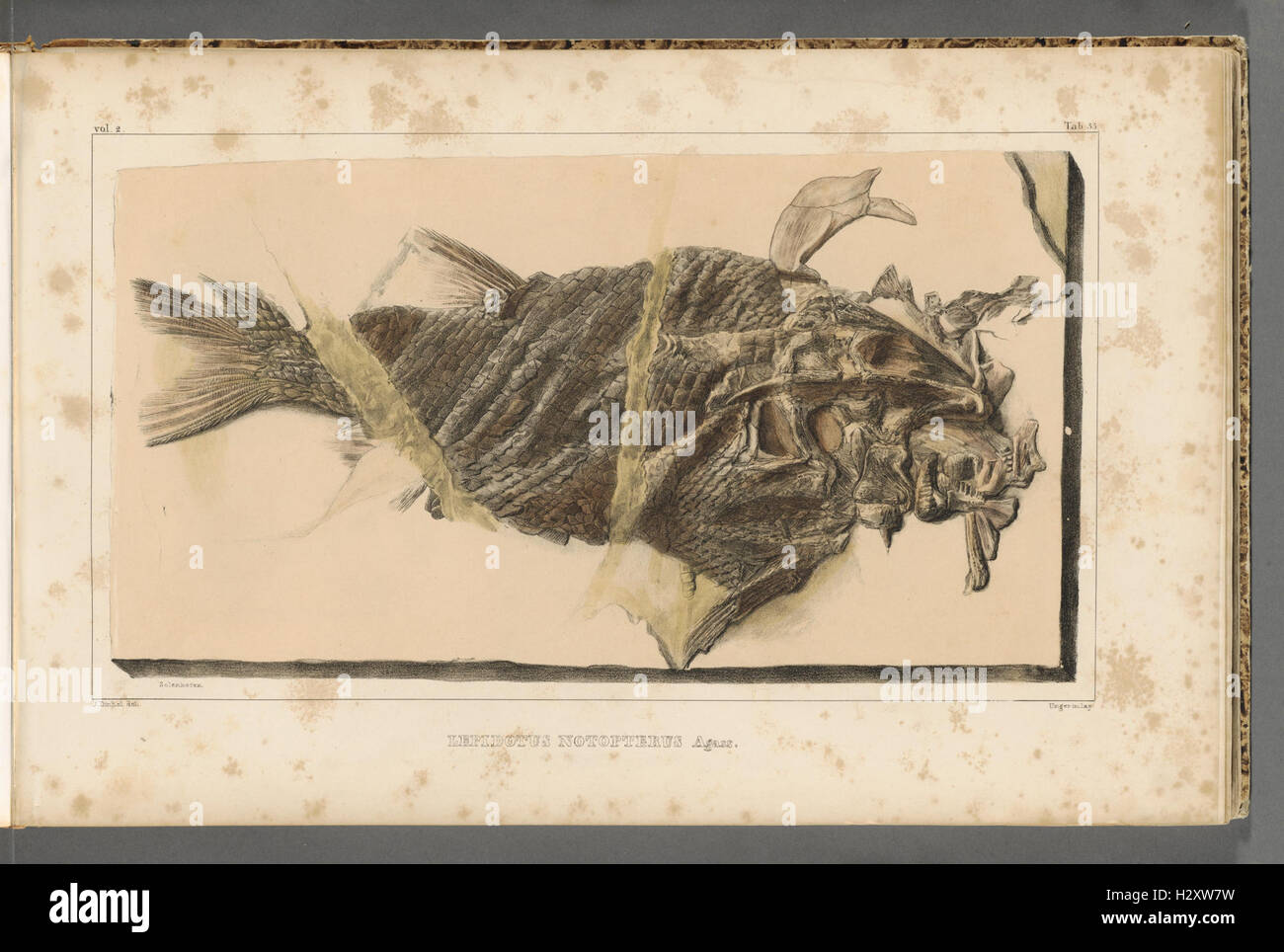 Recherches sur les poissons fossiles (Tab. 35) BHL320 Stock Photo