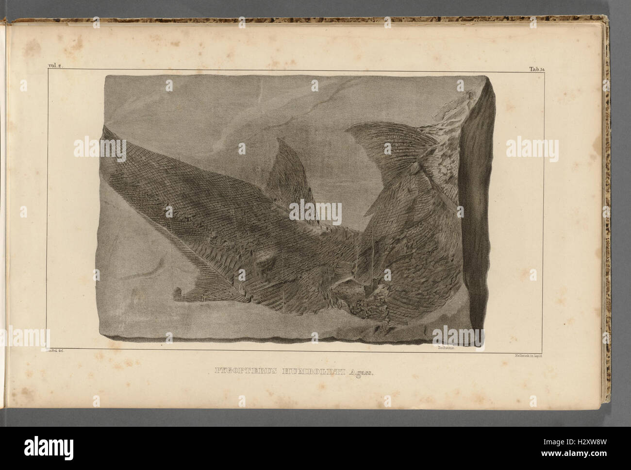 Recherches sur les poissons fossiles (Tab. 54) BHL320 Stock Photo