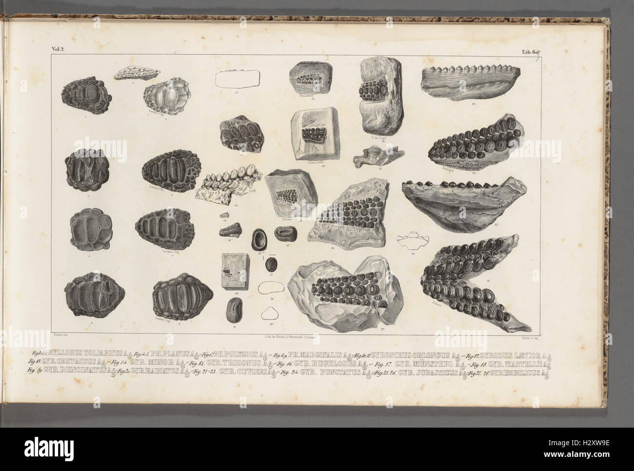 Recherches sur les poissons fossiles (Tab. 60.a. (69.a.)) BHL320 Stock Photo