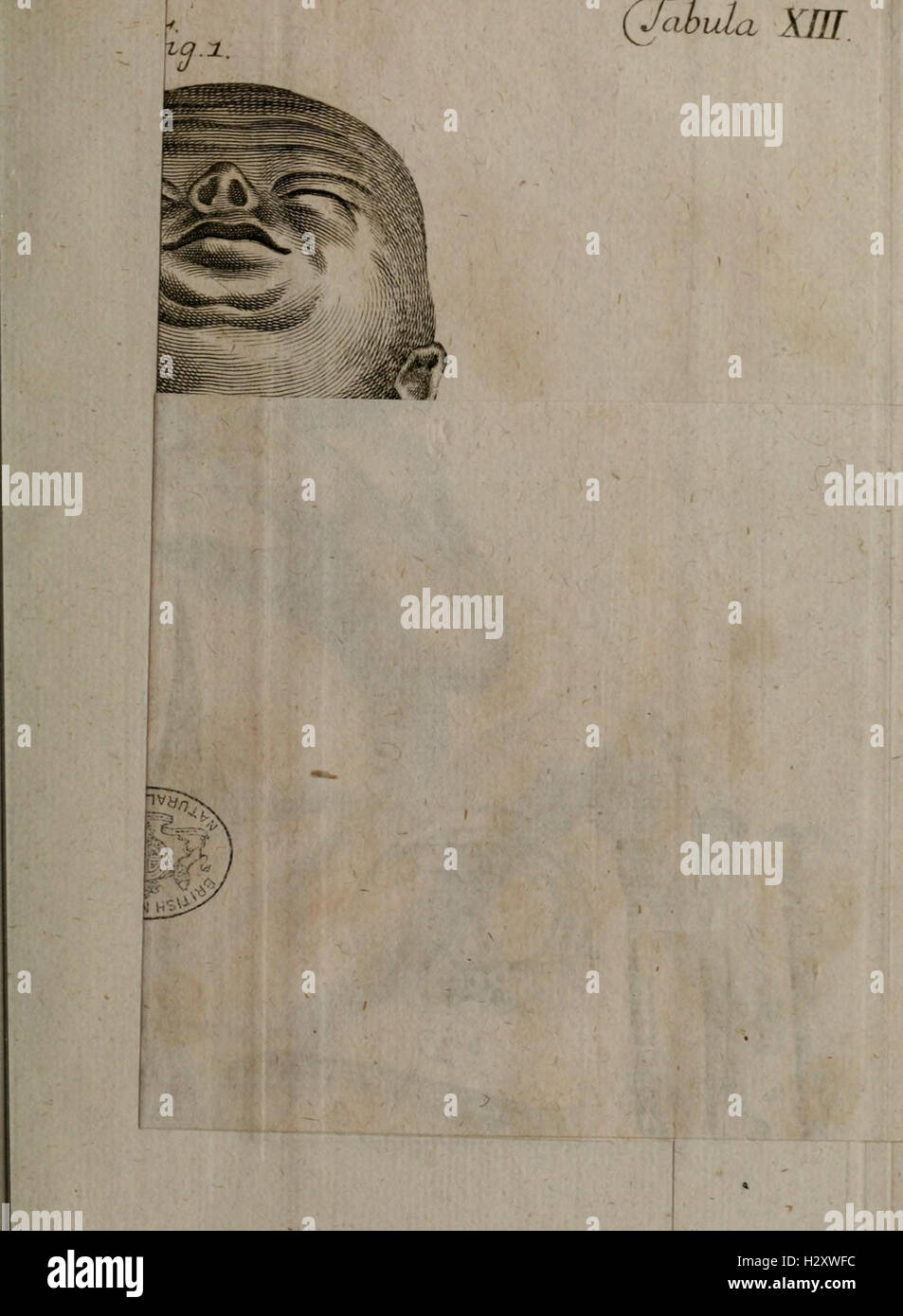 Acta Helvetica BHL104