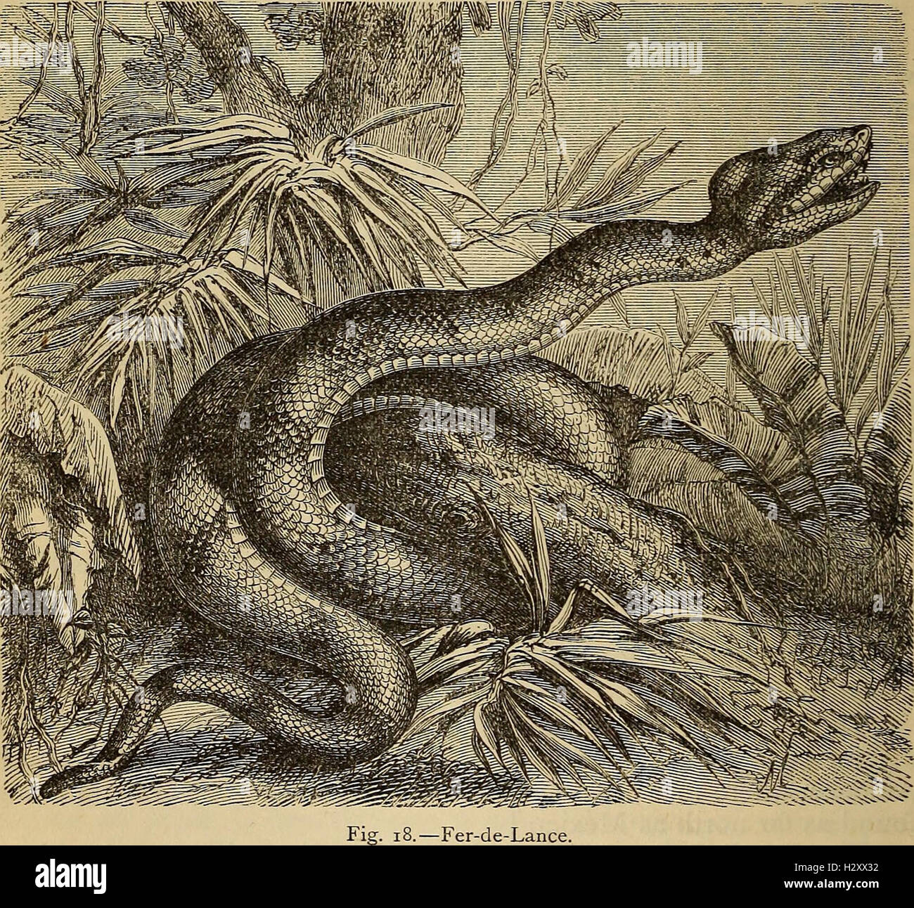 Reptiles and birds. A popular account of the various orders; with a