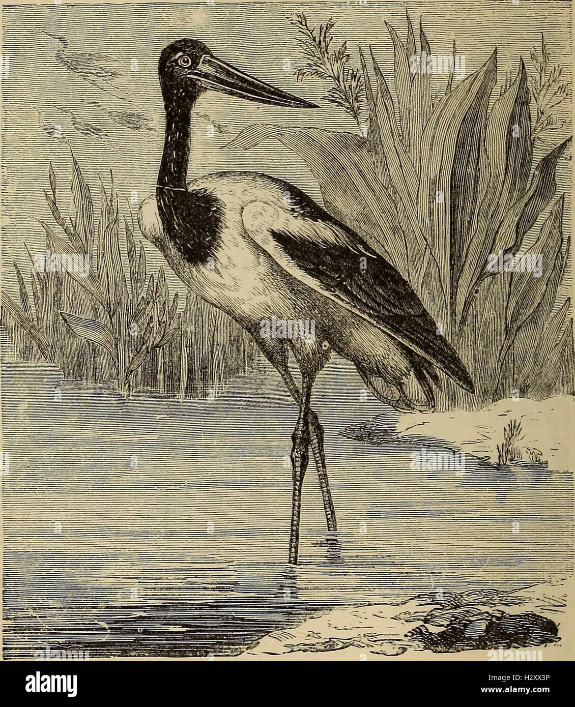 Reptiles and birds. A popular account of the various orders; with a