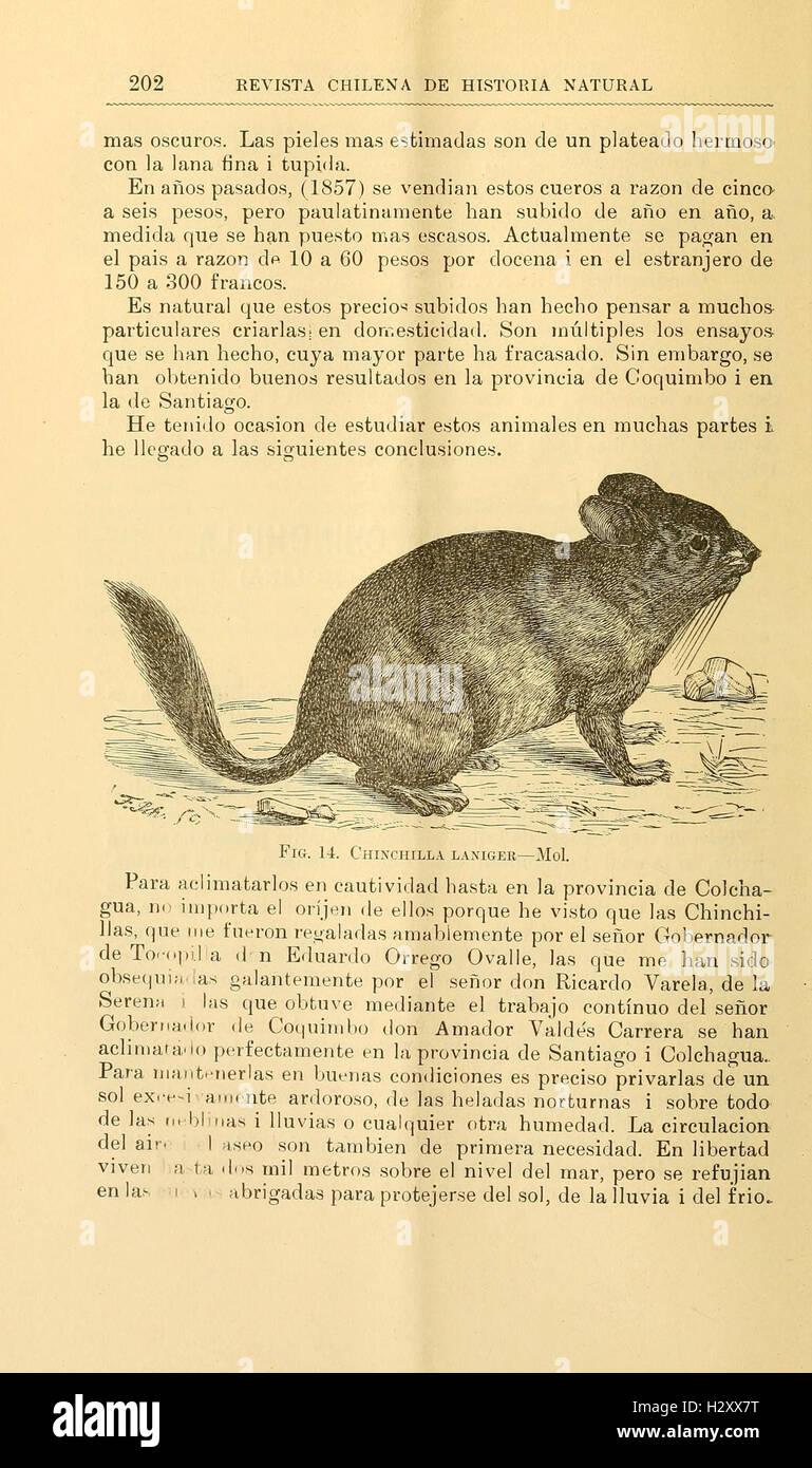 Historia chilena hi-res stock photography and images - Alamy
