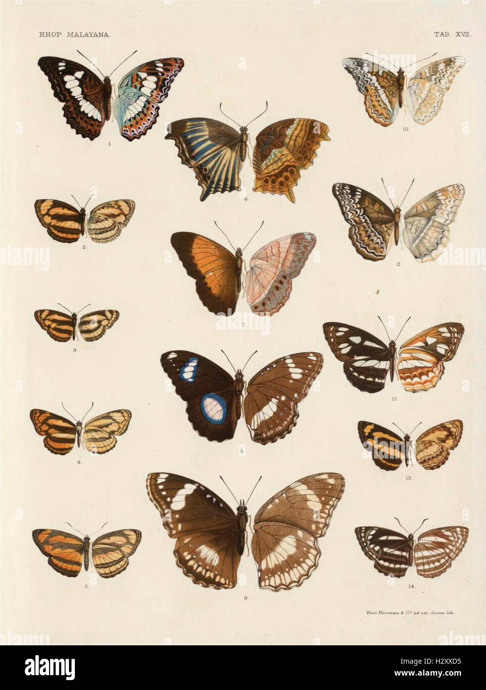 This work provides an in-depth description of butterfly species found ...