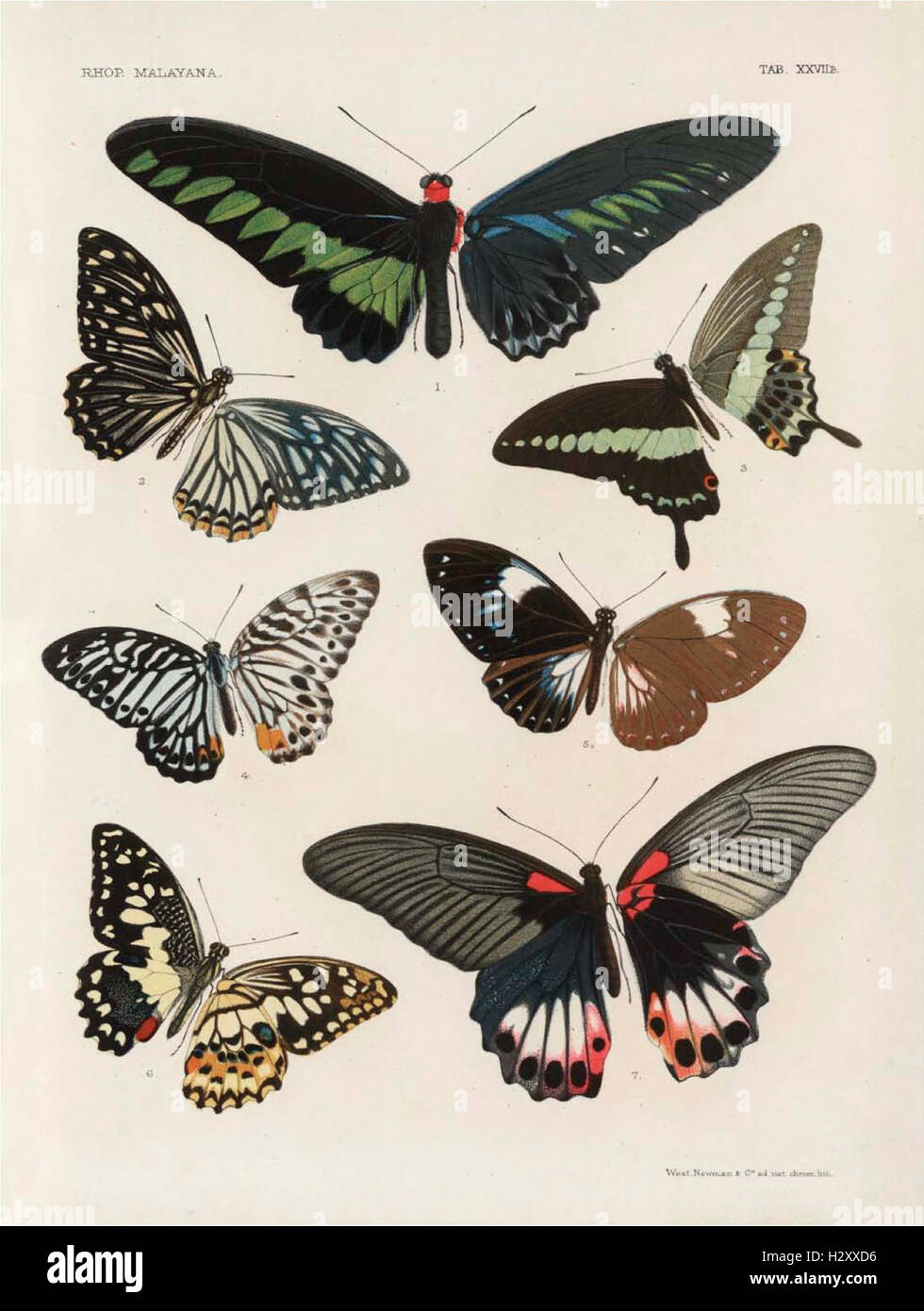 洋書 THE BUTTERFLYS OF THE MALAY PENINSULA The Butterflies of the Malay Peninsula (Fifth Edition) – SHOPMNS