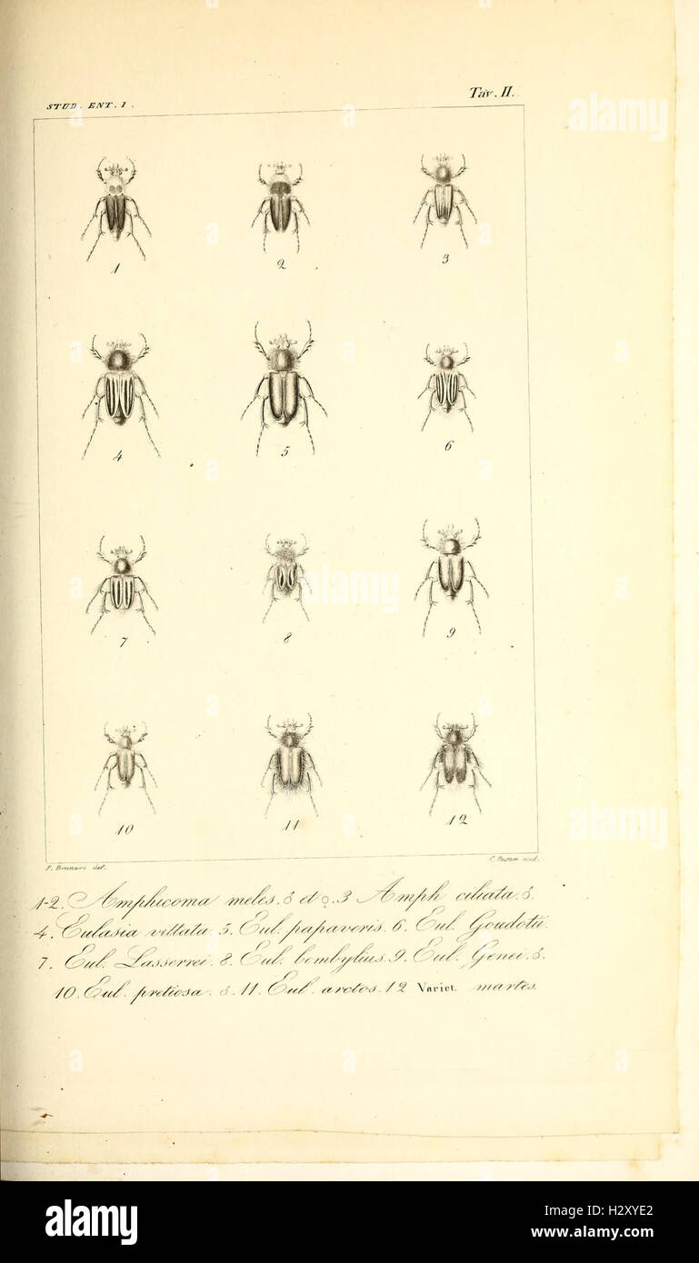 'Studi Entomologici' presents detailed illustrations and descriptions