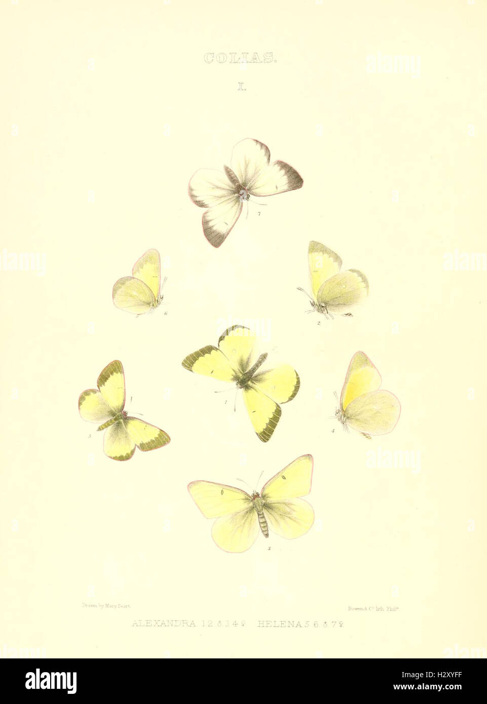 Synopsis of North American butterflies (COLIAS I) BHL96 Stock Photo