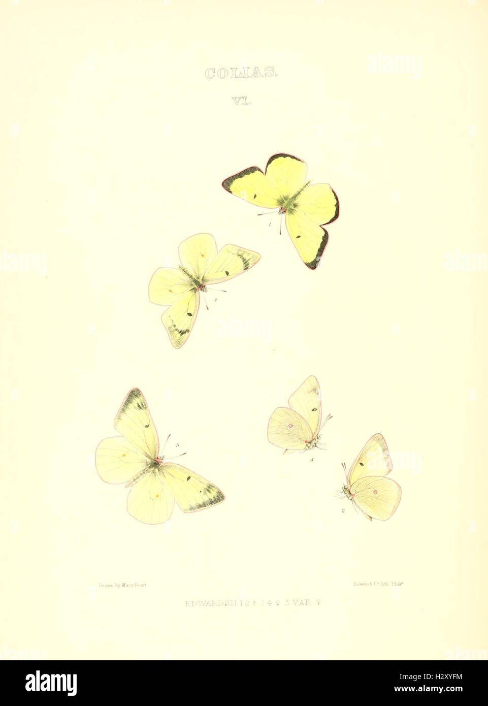 Synopsis of North American butterflies (COLIAS VI) BHL96 Stock Photo