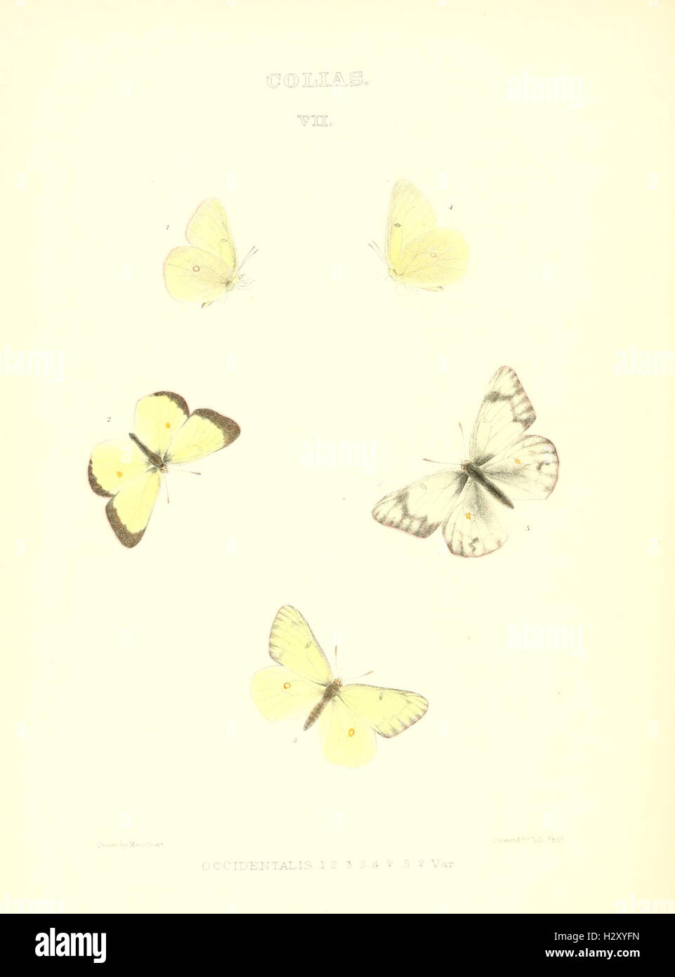 Synopsis of North American butterflies (COLIAS VII) BHL96 Stock Photo