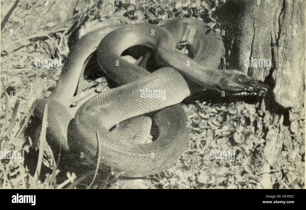 An edition of The Australian Zoologist from 1954, featuring research on ...