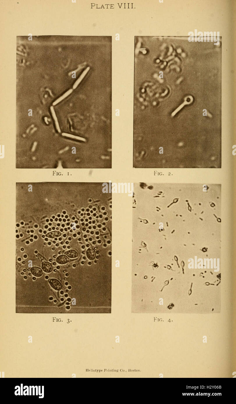 This scientific illustration depicts various bacterial species ...