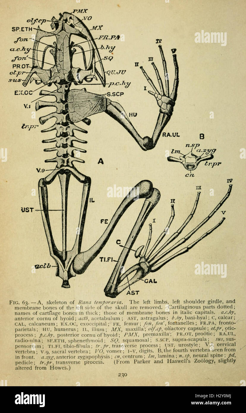 The biology of the frog (Page 230, Fig. 63) BHL77 Stock Photo - Alamy