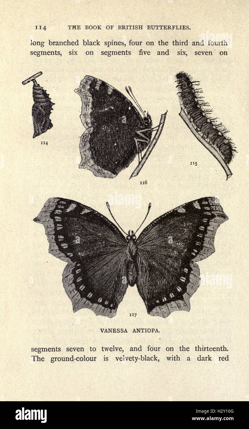 A comprehensive guide to British butterflies, covering their species