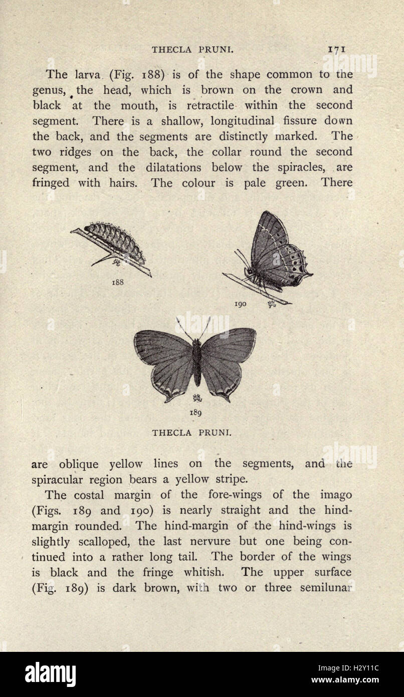 This Book Offers A Detailed Study Of British Butterflies Focusing On 