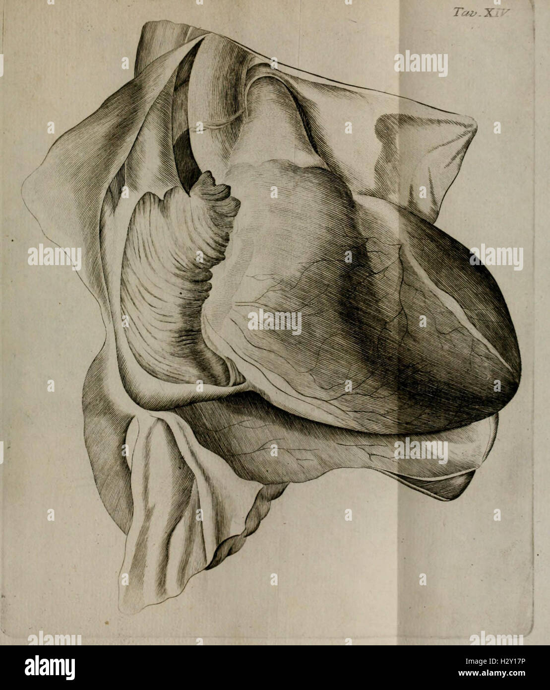 Atti della Reale Accademia delle Scienze e BelleLettere di Napoli