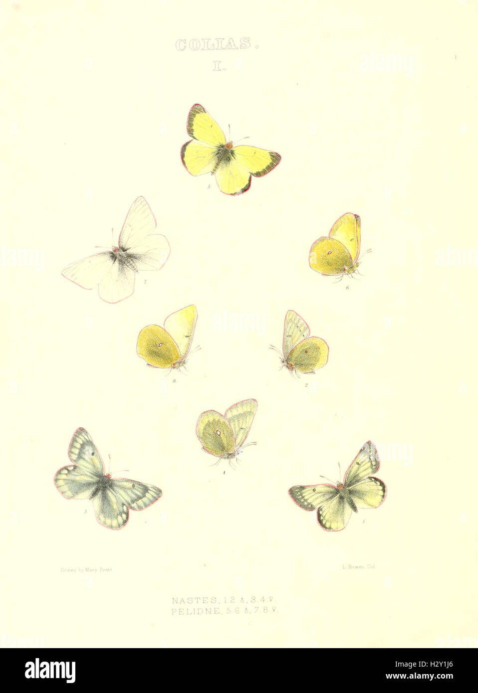 The butterflies of North America (COLIAS I) BHL96 Stock Photo