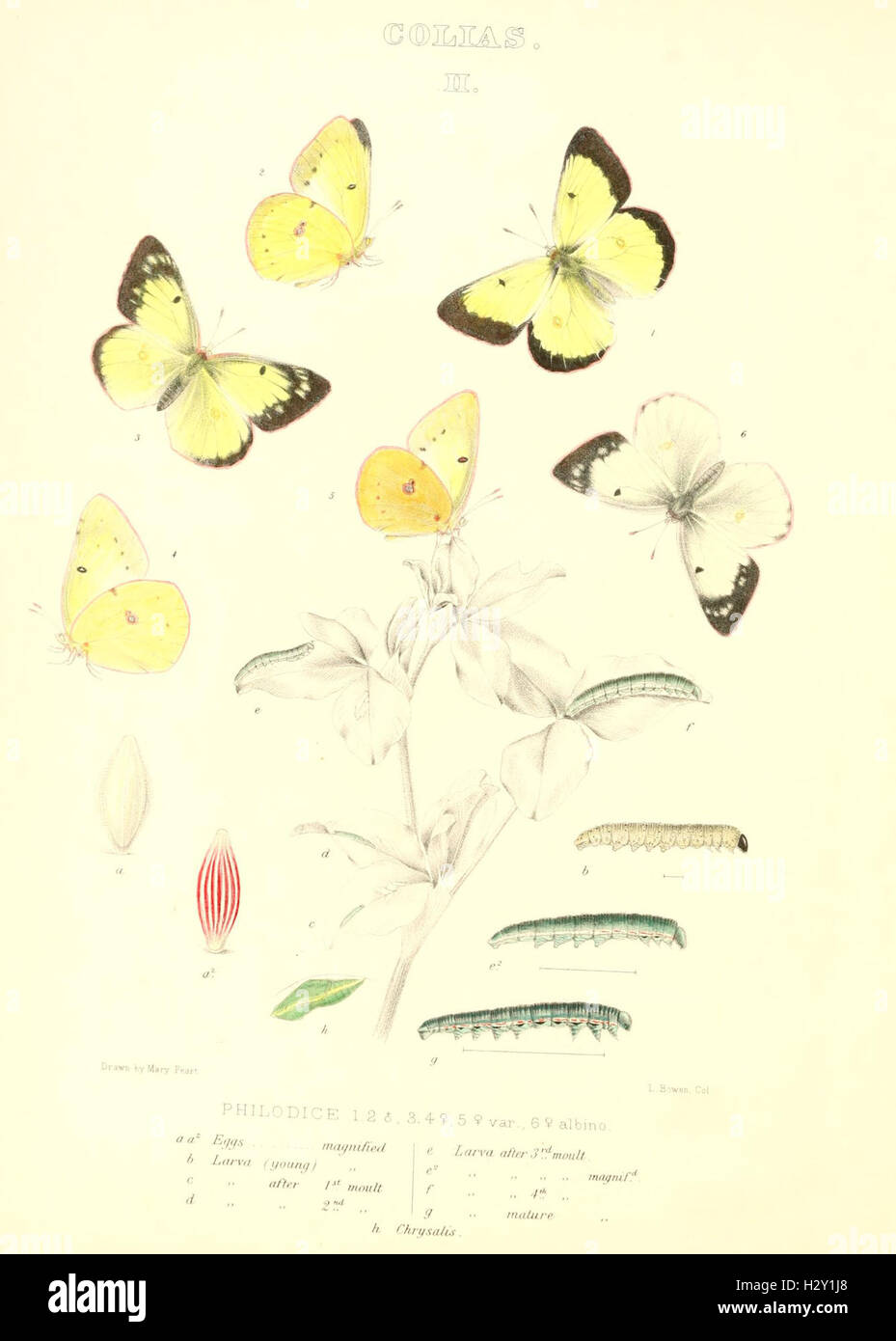 The butterflies of North America (COLIAS II) BHL96 Stock Photo