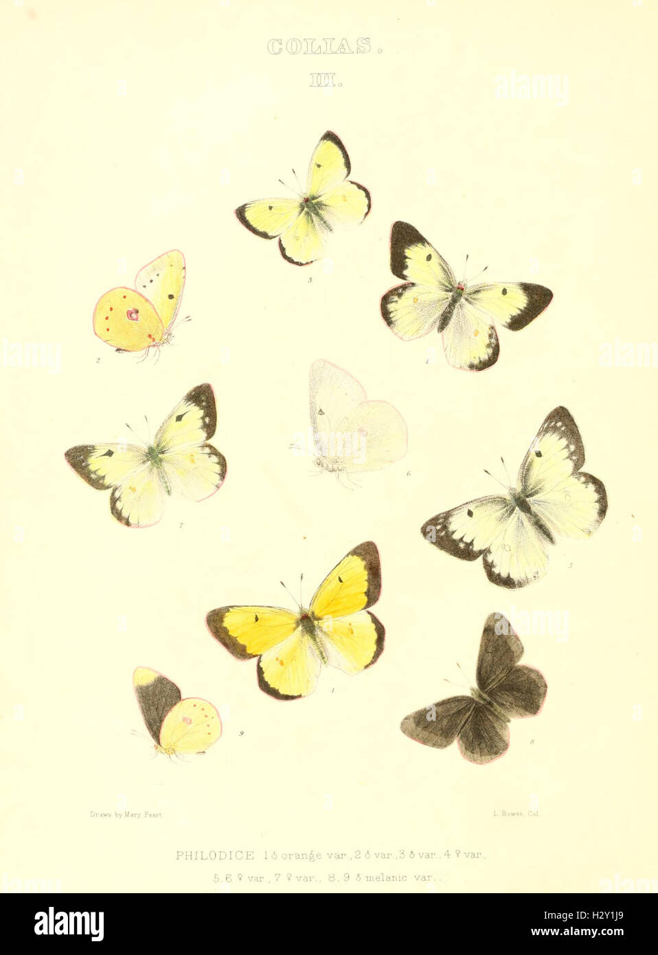 The butterflies of North America (COLIAS III) BHL96 Stock Photo
