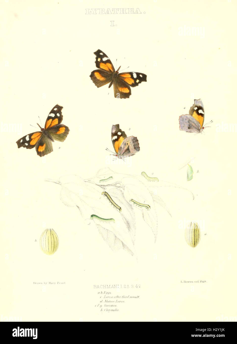 This work provides a comprehensive study of North American butterfly ...