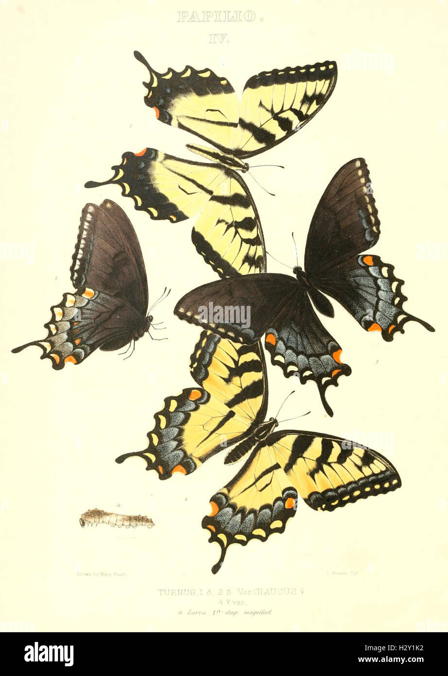 'The Butterflies of North America' (PAPILIO IV) presents detailed ...
