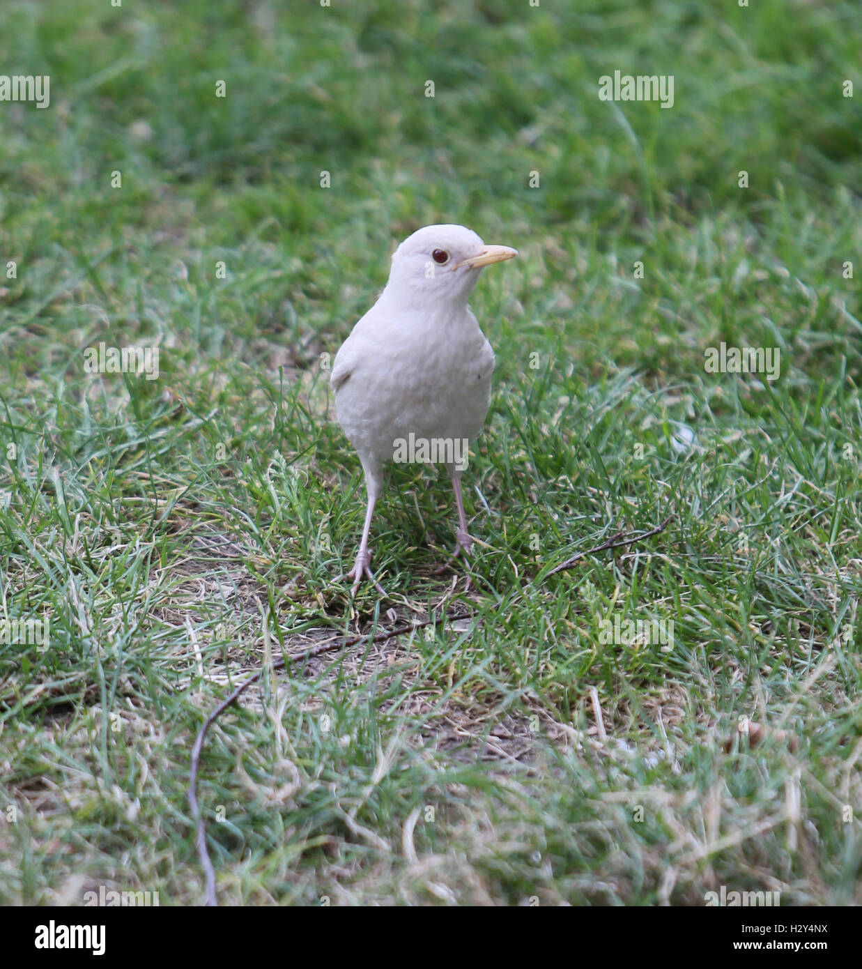 A London photographer has captured on camera an extremely rare sighting of an albino blackbird on London's Southbank. Albinism describes birds in which some or all of the normal pigmentation is missing. It is most often inherited, but can be caused by oth Stock Photo