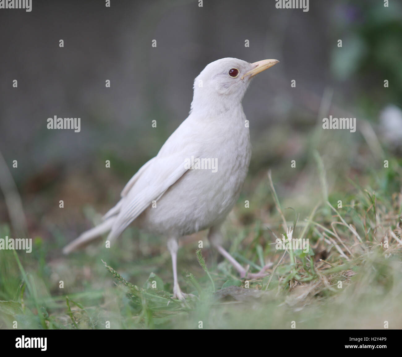 A London photographer has captured on camera an extremely rare sighting of an albino blackbird on London's Southbank. Albinism describes birds in which some or all of the normal pigmentation is missing. It is most often inherited, but can be caused by oth Stock Photo