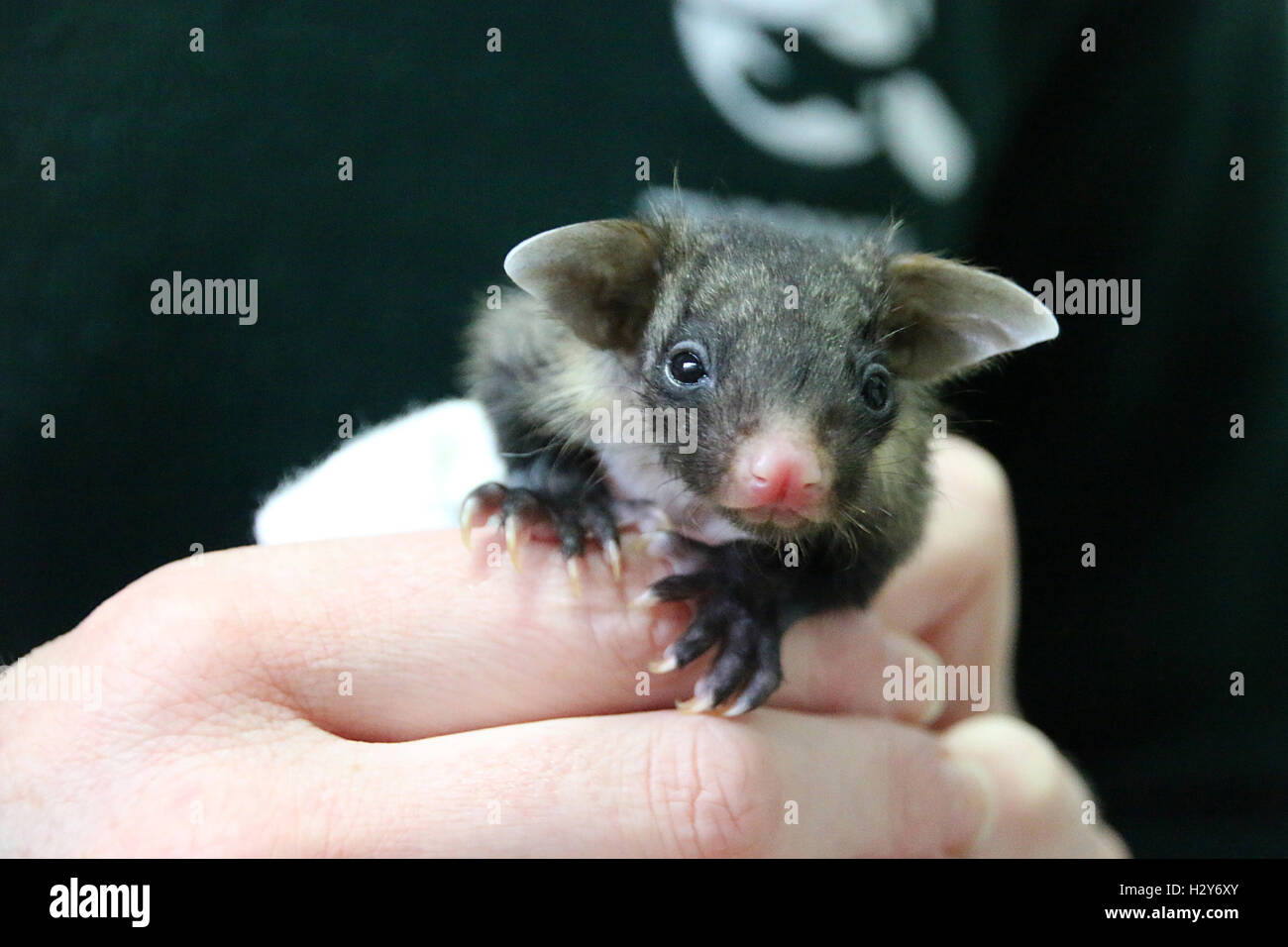 A tiny Yellow-bellied Glider joey has found a surrogate mum at Taronga Zoo, after surviving a collision with a barbed-wire fence.  Taronga vet nurse, Felicity Evans, has been providing round-the-clock care to the female joey, carrying a makeshift pouch and feeding her six times a day from a dessert spoon.  “She gets really excited about food and can be quite a messy eater. She’ll grab hold of the spoon and pull it down so she ends up with milk all over her paws and stomach. I have to carefully clean her fur afterwards and wipe off her little milk moustache,” said Felicity.  The 10-week-old gli Stock Photo