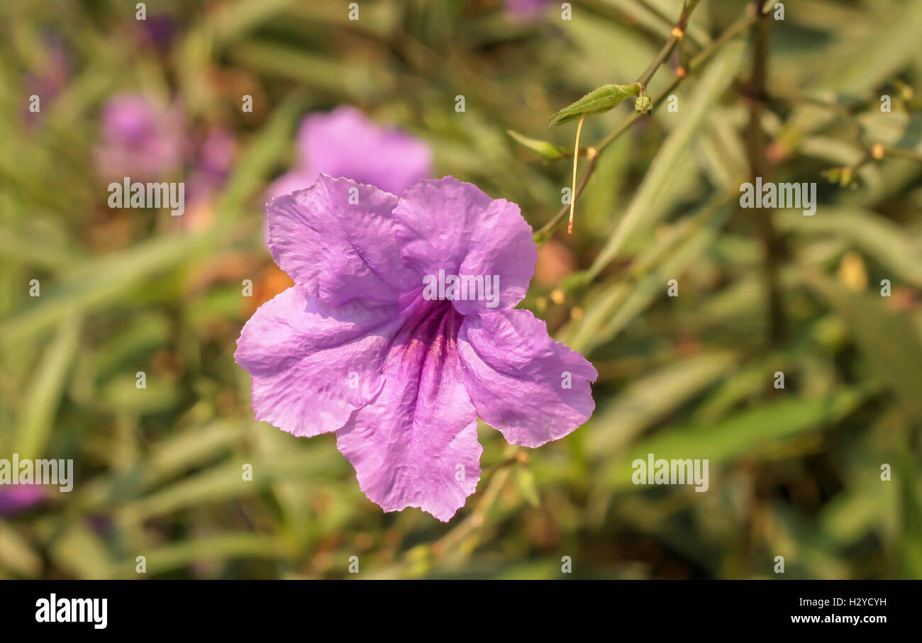 Single of purple ruellias flower in the garden Stock Photo