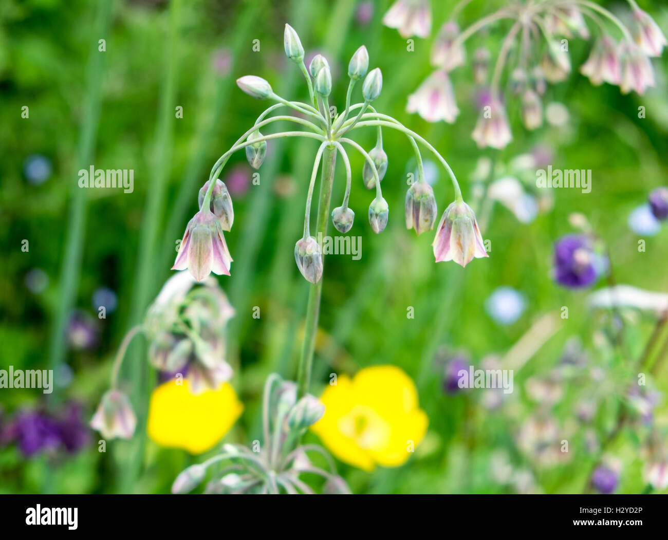 Allium Bulgaricum (Nectaroscordum siculum) Stock Photo