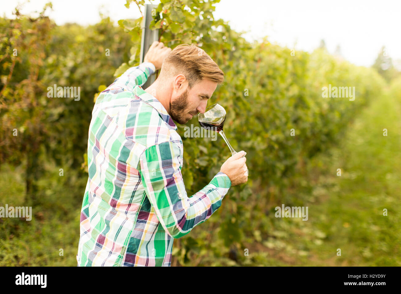 Young winemaker tasting red wine in vineyard Stock Photo
