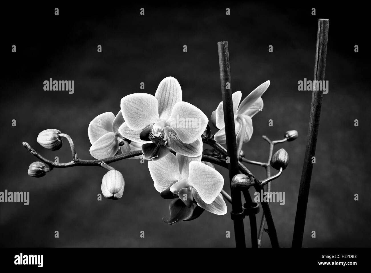 An orchid against a black background Stock Photo