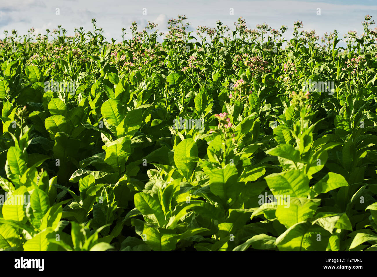 Virginia tobacco (Brightleaf tobacco) plants growing on plantation in Woznawies, Podlaskie province, north-eastern Poland. Stock Photo