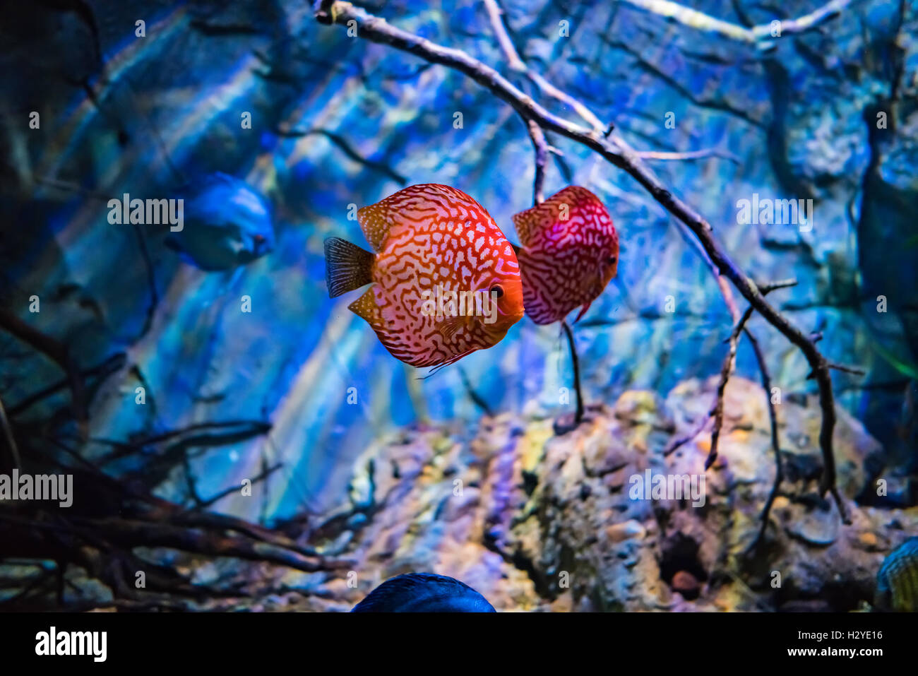 Symphysodon discus in an aquarium on a blue background Stock Photo