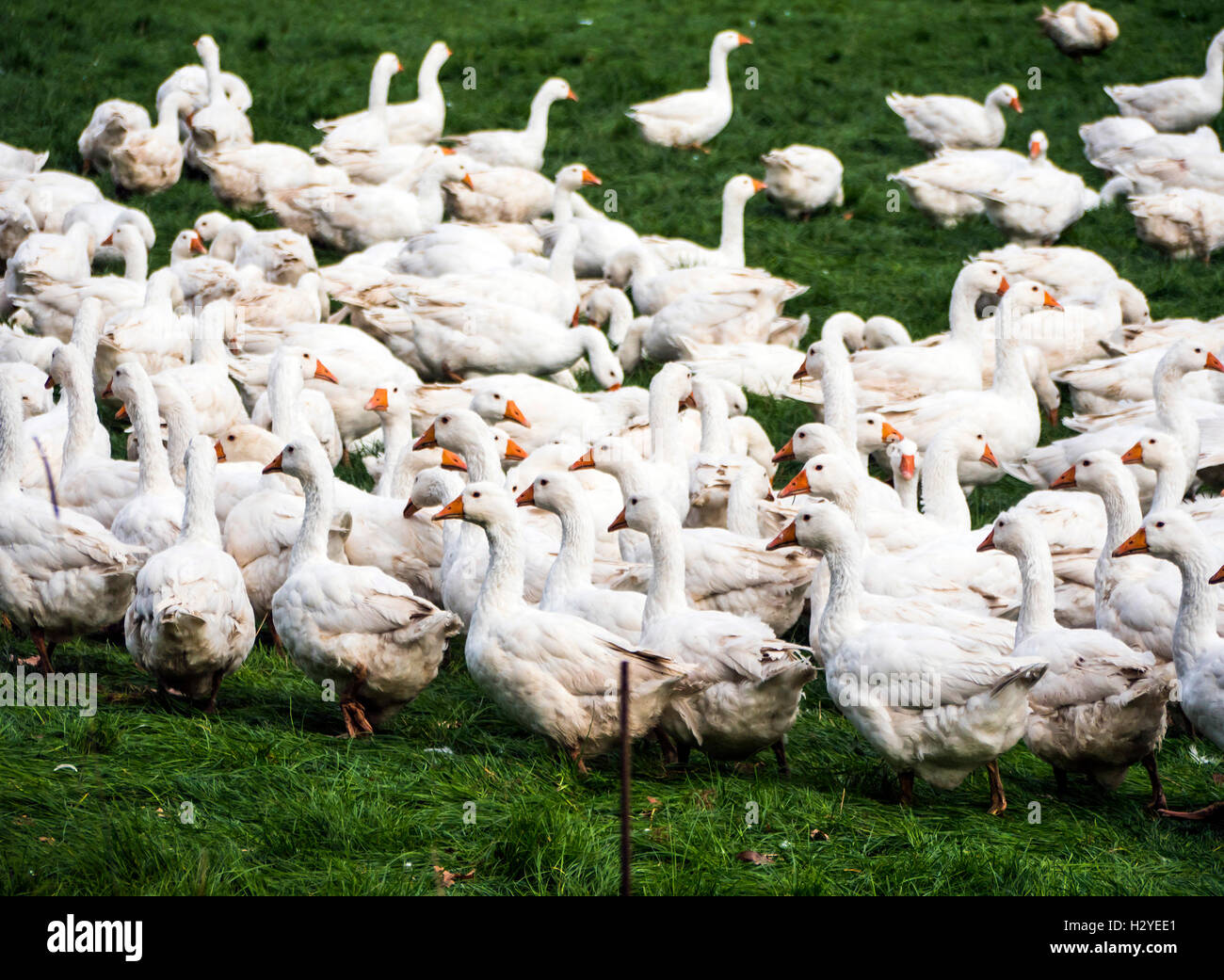 Freerange geese on a poultry farm Stock Photo Alamy