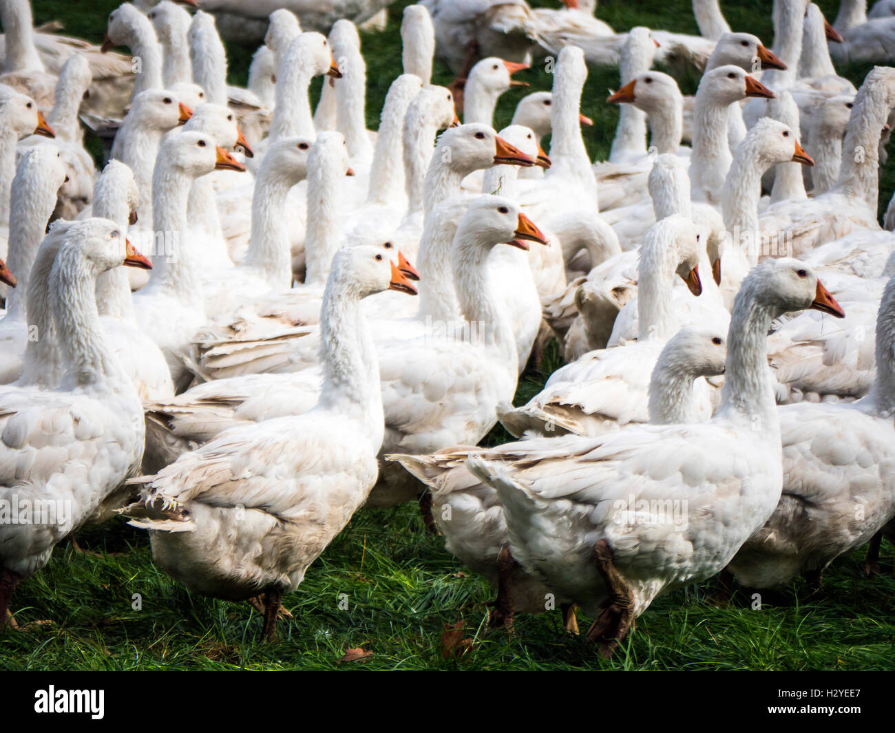 Freerange geese on a poultry farm Stock Photo Alamy