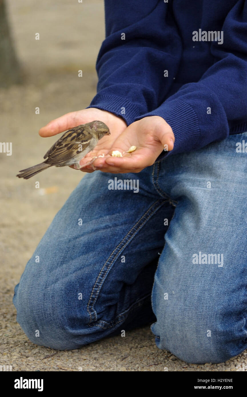 a sparrow bird eating bread from outstretched hand Stock Photo Alamy