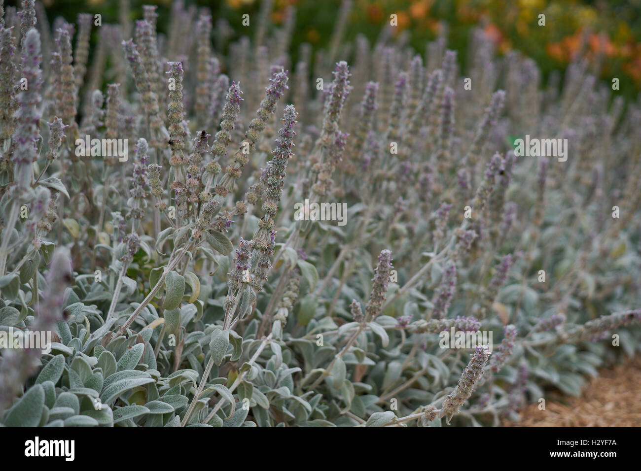 Blooming lamb's ears flowers Stachys byzantina Stock Photo